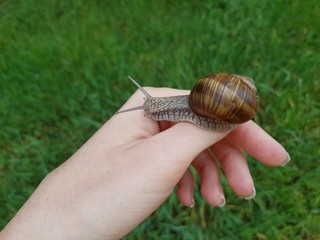 Snail on the woman's hand