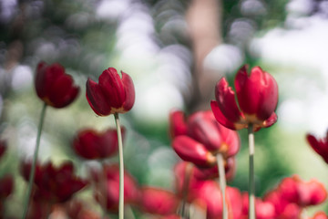 tulip, flower, spring, tulips, nature, purple, pink, garden, flowers, green, field, floral, beauty, blossom, bloom, plant, beautiful, flora, color, park, petal, colorful, red, summer, season