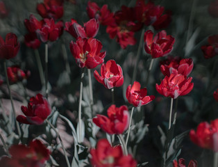 Fototapeta premium tulip, flower, spring, tulips, nature, purple, pink, garden, flowers, green, field, floral, beauty, blossom, bloom, plant, beautiful, flora, color, park, petal, colorful, red, summer, season