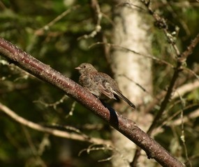 Baby bird on branch
