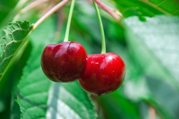 Cherries hanging on a cherry tree branch.