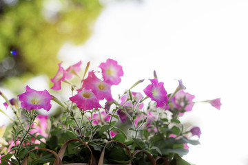Pink flower at sunlight.