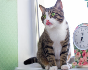 Domestic striped pet cat sits on windowsill near colorful clock