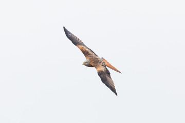 red kite with spread wings in flight (milvus milvus)
