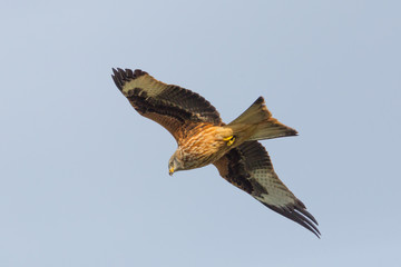 red kite in flight (milvus milvus), blue sky, sunshine