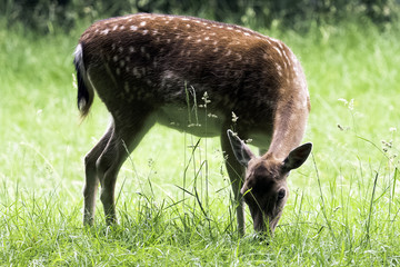 Wild young red deer in London, United Kingdom