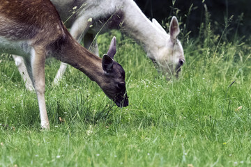 Wild young deer in London, United Kingdom