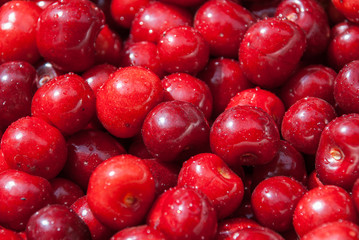 Cherry. Red fresh bunch of cherries