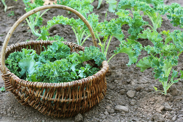 Young kale growing in the vegetable garden. Gardener picking leaves in basket