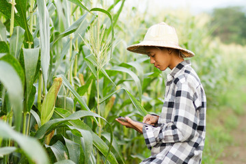 Naklejka na ściany i meble a young farmer working in the field, using a tablet, in corn field. farmer, eco, food and bio product