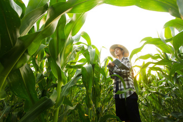 a young farmer standing in middle corn farm checking corn plant health. concept quality control, clean environment, bio and organic product