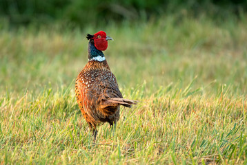 Wild pheasant standing in a field