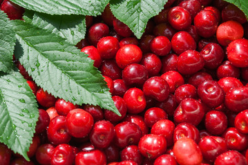Cherry. Red fresh bunch of cherries