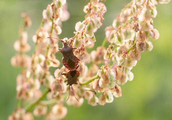 dock bug on sorrel