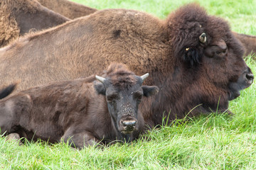 Bison