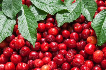 Cherry. Red fresh bunch of cherries