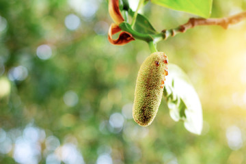 Soft jackfruit growing.