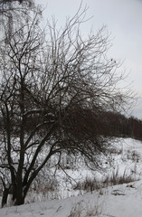 winter landscape with birches and snow