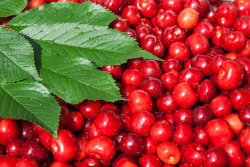 Cherry. Red fresh bunch of cherries