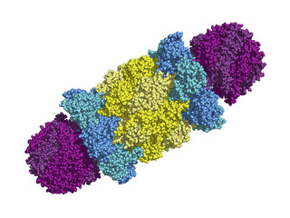 Yeast 20S proteasome particle in complex with the proteasome activator. Proteasomes are protein complexes that perform controlled degradation of other proteins. Space-filling model.
