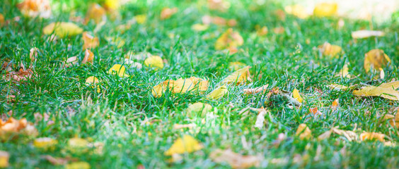Background of green grass with autumn yellow leaves Banner concept