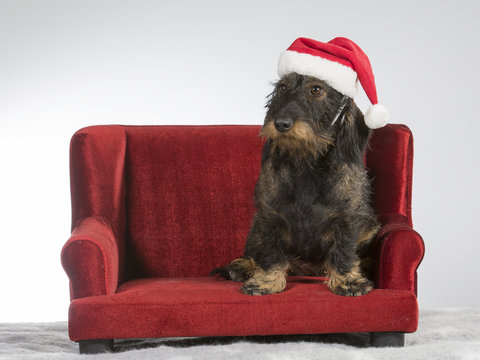 Funny wiener dog picture. The wiener dog is sitting on a red sofa and is wearing a Christmas hat.
