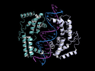 HNF homeobox A (HNF1A) transcription factor, cartoon model.