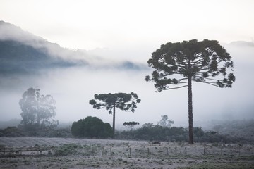Geada cobre os campos da Serra Catarinense