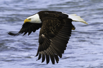 Power and Grace, Bald Eagle