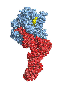 EF-Tu elongation factor catalyzes the binding of an aminoacyl-tRNA to the ribosome. Space-filling model.