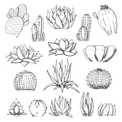 Sketch succulents. Vector illustration of a sketch style. - 209751609