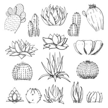 Sketch succulents. Vector illustration of a sketch style.