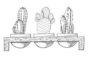 Sketch of three succulents in pots on a wooden stand. Vector illustration of a sketch style