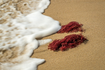 Waves on the sand approaching red algae on the sand