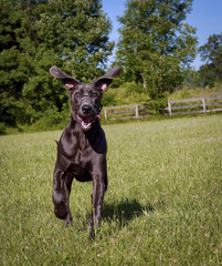 A happy great Dane puppy runs towards viewer with ears up in the air