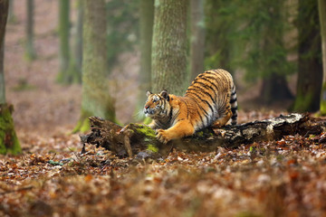 The Siberian tiger (Panthera tigris tigris) also called Amur tiger (Panthera tigris altaica) in the...