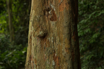 old tree trunk but with incredible colors in the nature forest
