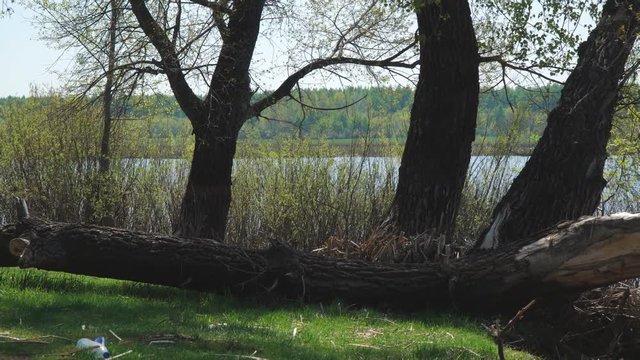 An old fallen tree on the shore of a lake or river