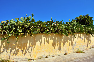 succulents on the beach in Otranto Italy