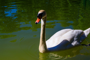 White swan swimming on the lake