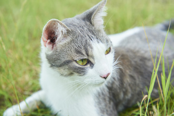 Naklejka na ściany i meble Close up portrait of cat in green grass. Focused to eye