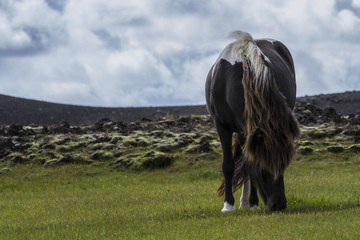 icelandic horse 