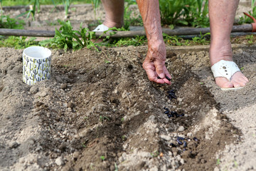 Plantation d'haricots. Planting beans.