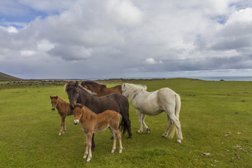 Obraz na płótnie Canvas brown icelandic horses