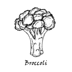 Broccoli drawing. Isolated on white background.