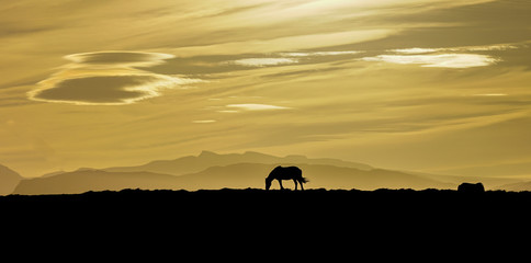 Beautiful horse in a sunset, Iceland