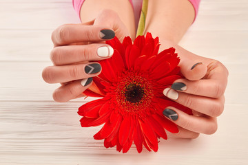 Gentle red gerbera in manicured hands. Young woman hands with black and white nails holding red gerbera, white wooden background.