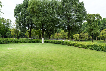 Green lawn in urban public park