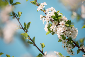 apple blossom. blooming.
