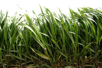 Fototapeta premium Lush Green Grass Growing in Sunlight